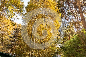 Golden forest in autumn in Sa`dabad palace Complex, built by the Qajar and Pahlavi monarchs, located in Shemiran, Greater Tehran,