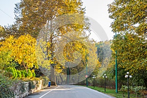 Golden forest in autumn in Sa`dabad palace Complex, built by the Qajar and Pahlavi monarchs, located in Shemiran, Greater Tehran, photo