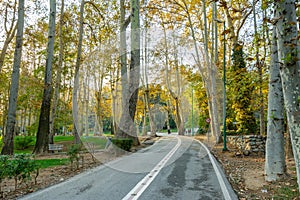 Golden forest in autumn in Sa`dabad palace Complex, built by the Qajar and Pahlavi monarchs, located in Shemiran, Greater Tehran,