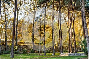 Golden forest in autumn in Sa`dabad palace Complex, built by the Qajar and Pahlavi monarchs, located in Shemiran, Greater Tehran,