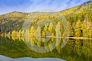 Golden forest mirroring in the lake