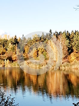 Golden forest mirrowed in water