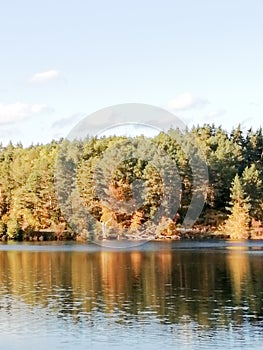 Golden forest mirrowed in water