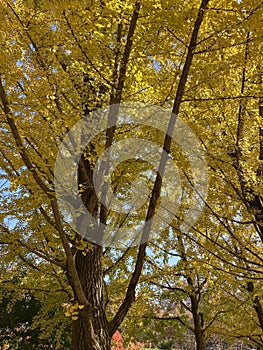 Golden Forest at Nami Island