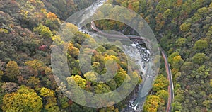 Golden forest and streams in the autumn