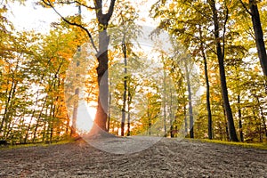 Golden forest with sun rays at fall season.