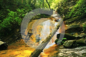 Golden Forest Waterfall