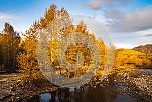 Golden forest in XinJiang