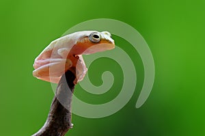 Golden Frog Naked photo