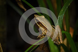 Golden frog from western ghats