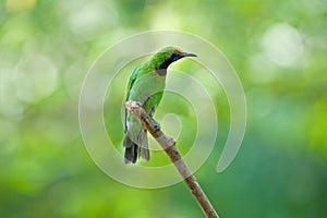 Golden fronted Leafbird