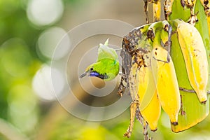 The Golden fronted Leafbird