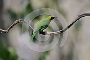 Golden-fronted Leafbird