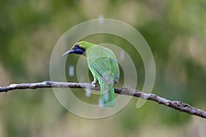 Golden-fronted Leafbird