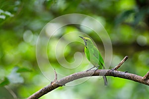 Golden-fronted leafbird on the branch