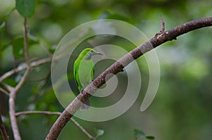 Golden-fronted leafbird on the branch