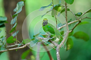 Golden-fronted leafbird on the branch