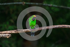 Golden-fronted leafbird on the branch