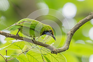 Golden-fronted Leafbird (Chloropsis aurifrons).