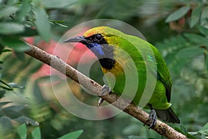 Golden-fronted Leafbird Chloropsis aurifrons