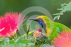 Golden-fronted Leafbird Chloropsis aurifrons