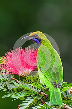 Golden-fronted Leafbird Chloropsis aurifrons