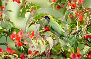 Golden-fronted leafbird (Chloropsis Aurifrons) perched on A flowering tree in a forest background
