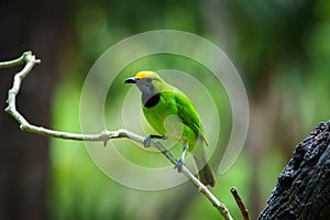 Golden-fronted Leafbird on leaf