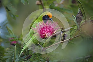 Golden-fronted leafbird in red powder puff tree