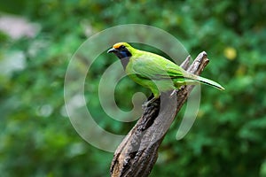 Golden-fronted Leafbird on thailand