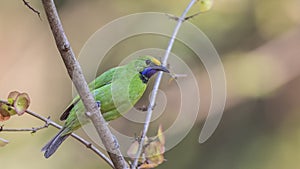 Golden-fronted Leafbird on Tree