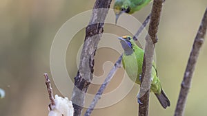Golden-fronted Leafbird on Tree Branch