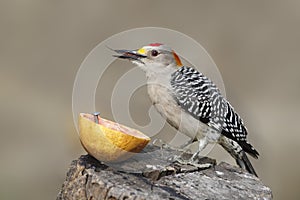 Golden-fronted Woodpecker