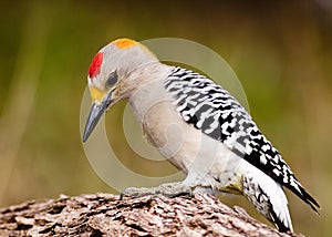 Golden fronted woodpecker