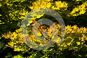 Golden full moon maple tree