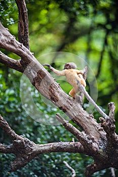 Golden fure baby dusky leaf monkey