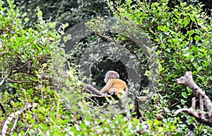 Golden fure baby dusky leaf monkey