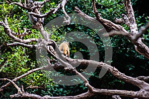 Golden fure baby dusky leaf monkey