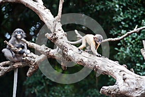 Golden fure baby dusky leaf monkey