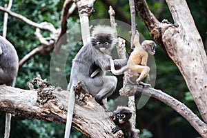 Golden fure baby dusky leaf monkey