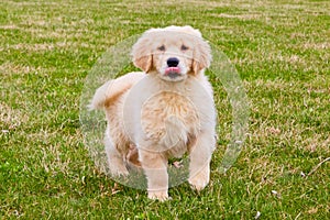 Golden furred goldendoodle with tongue out in grass