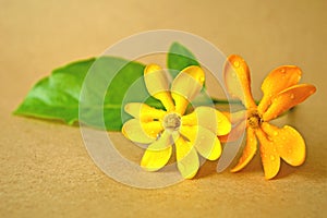 Golden gardenia flower