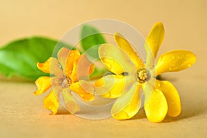 Golden gardenia flower photo