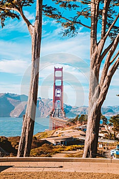 Golden Gate Bridge with cypress trees at Presidio Park, San Francisco, California, USA