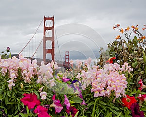 Golden Gate Bridge and flowers