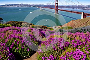 Golden Gate Bridge San Francisco purple flowers California