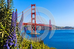 Golden Gate Bridge San Francisco purple flowers California