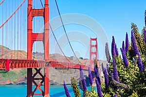 Golden Gate Bridge San Francisco purple flowers California