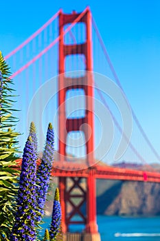 Golden Gate Bridge San Francisco purple flowers California