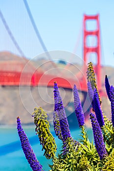 Golden Gate Bridge San Francisco purple flowers California